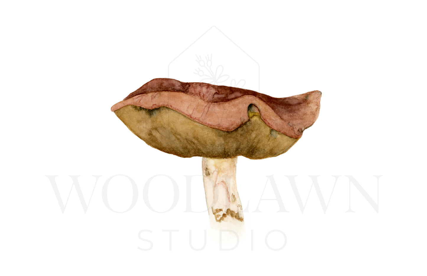 Bolete Mushroom (A) Original Artwork