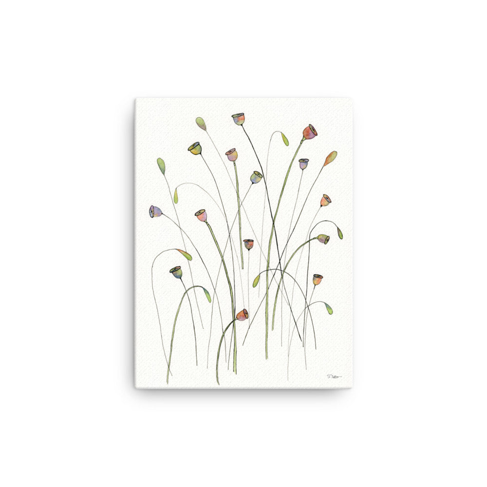 Poppy Seed Pods Canvas Print