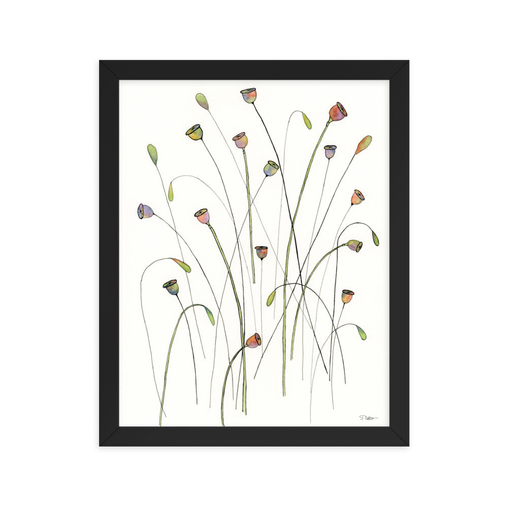 Poppy Seed Pods Framed Print