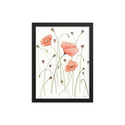 Poppies and Pods Framed Print