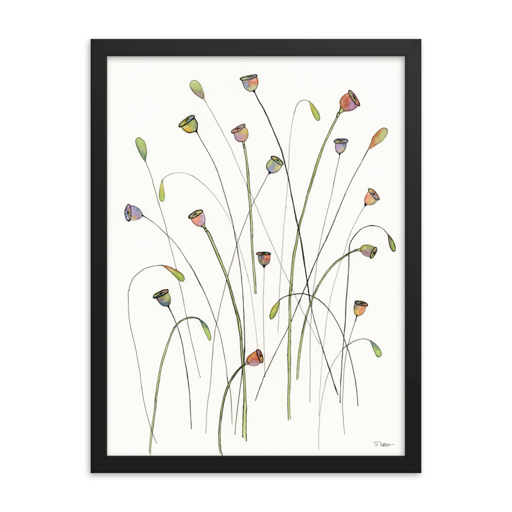 Poppy Seed Pods Framed Print