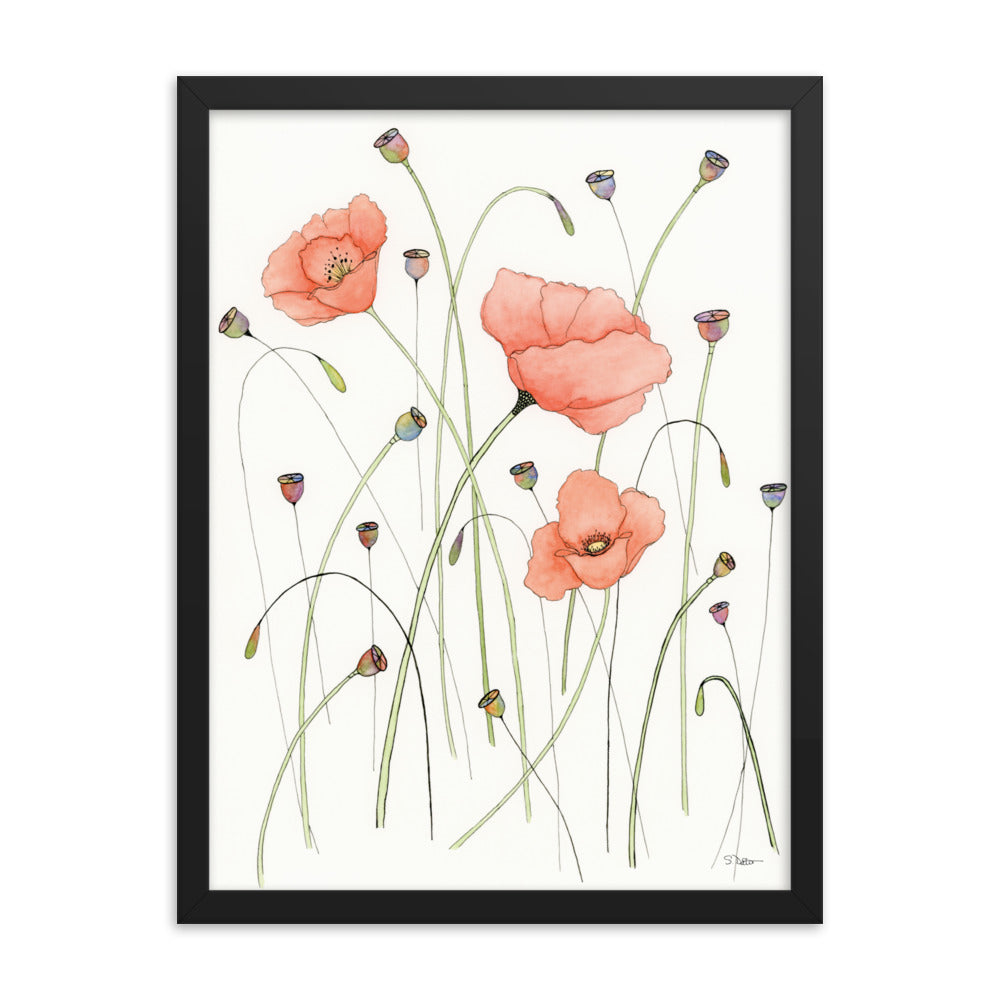 Poppies and Pods Framed Print