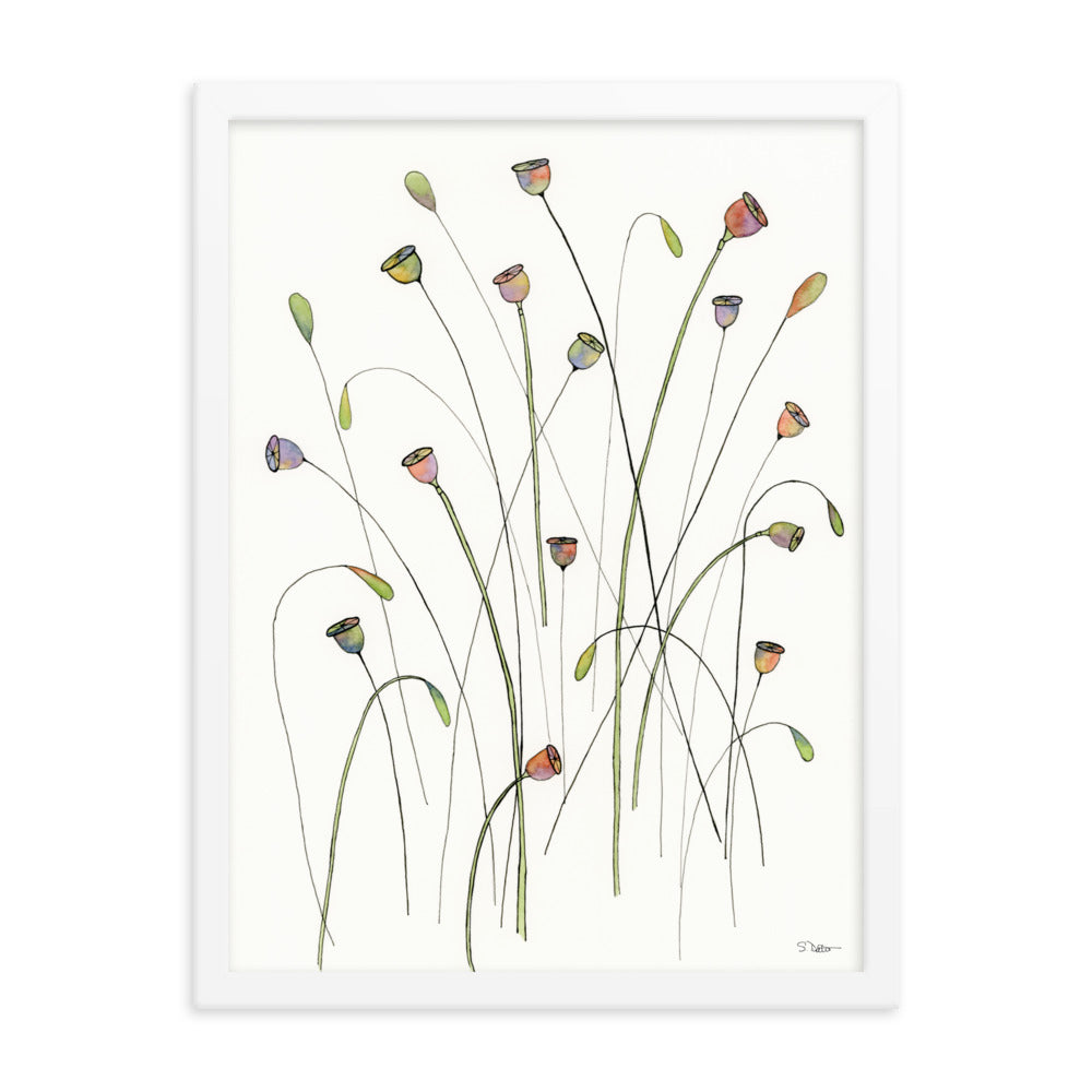 Poppy Seed Pods Framed Print