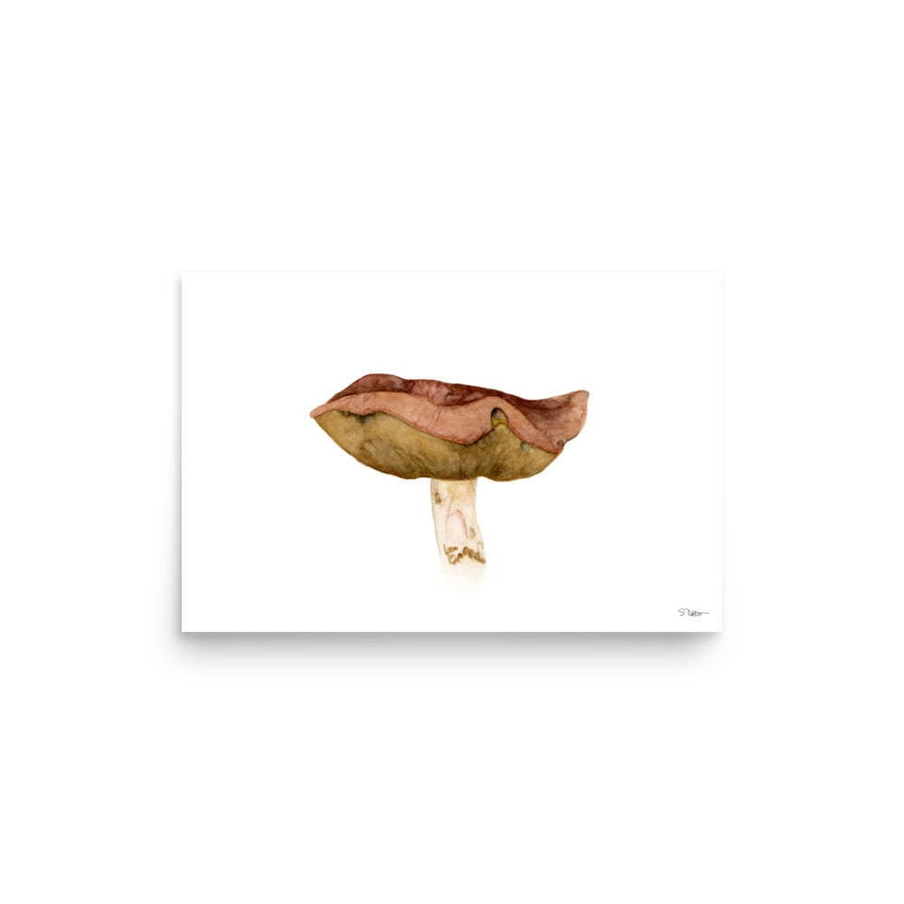 Bolete Mushroom (A) Premium Print