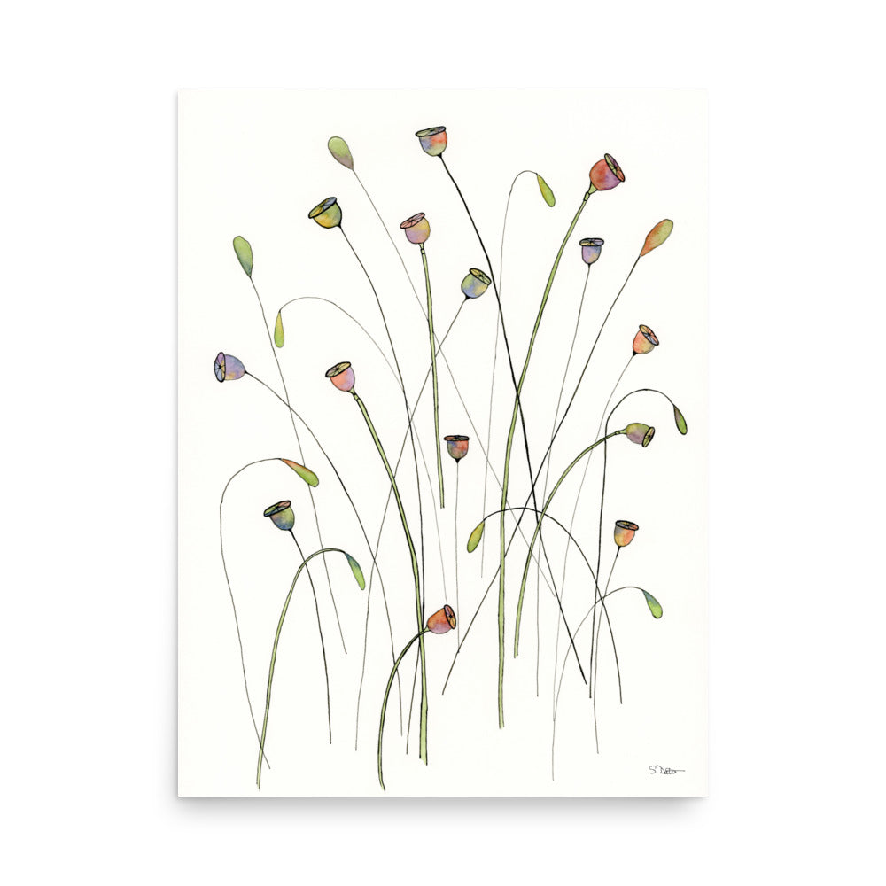 Poppy Seed Pods Premium Print