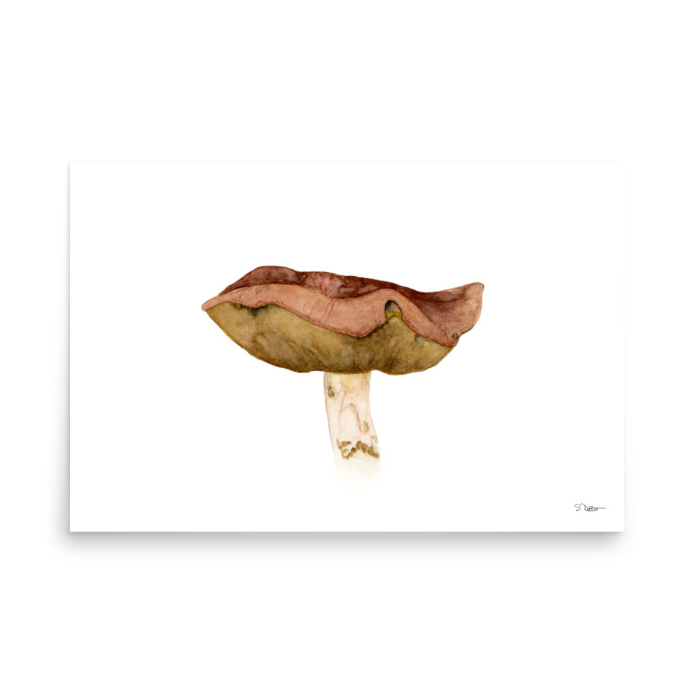 Bolete Mushroom (A) Premium Print