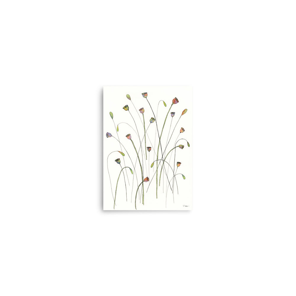 Poppy Seed Pods Premium Print